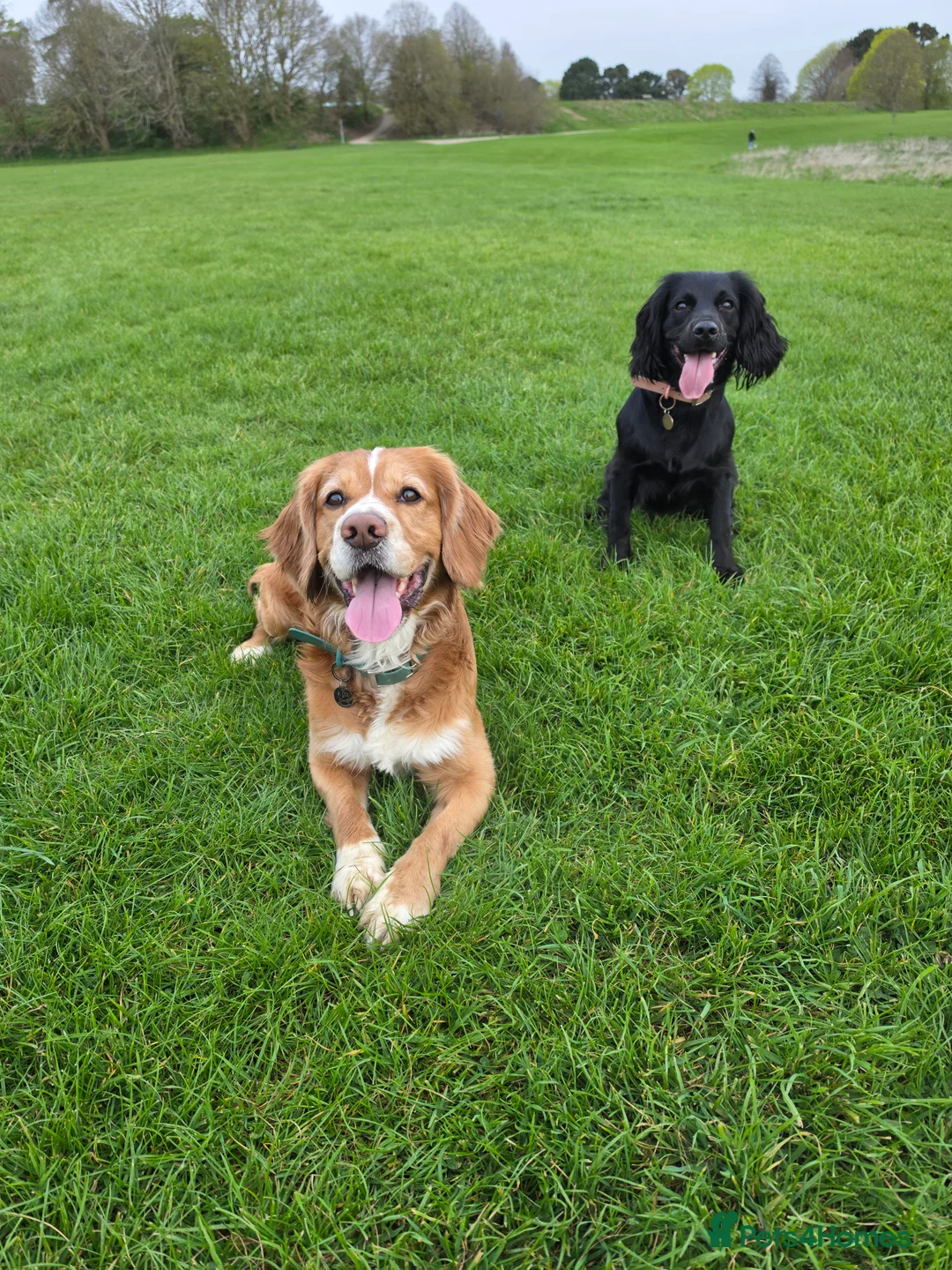 Cocker Spaniel dogs for sale: Beautiful cocker spaniels puppies - Advert 2