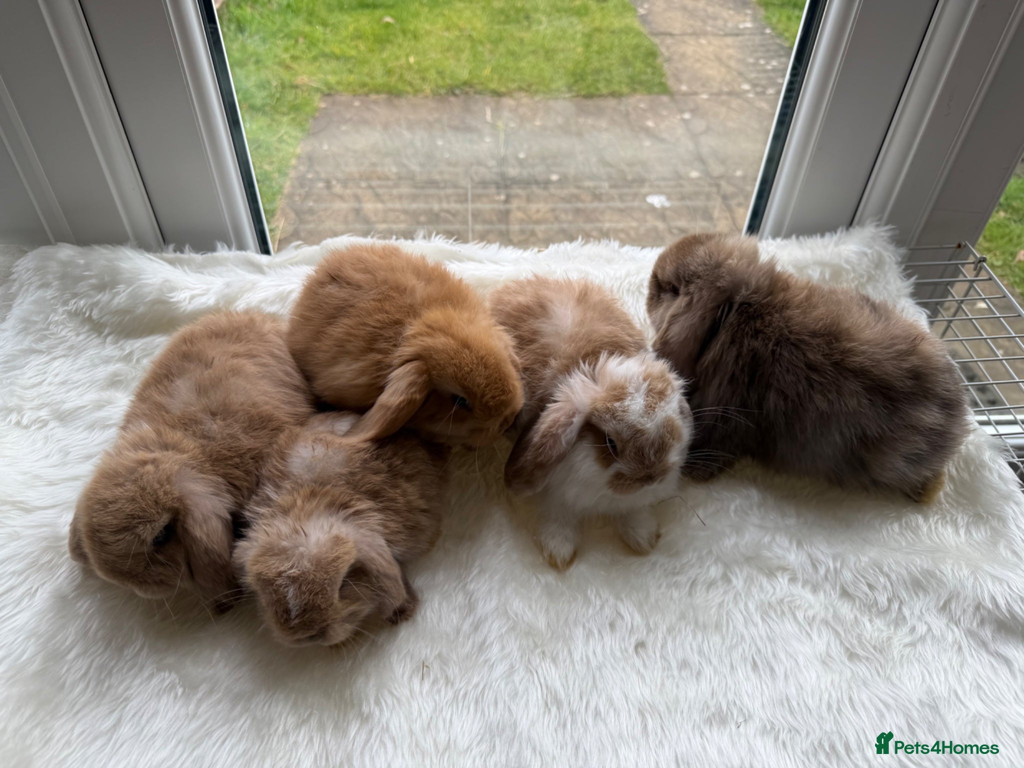 Mini Lop rabbits Adorable mini lop rabbits  - Advert 3