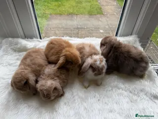 Mini Lop rabbits Adorable mini lop rabbits - Advert 3