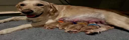 Golden Retriever dogs for sale: Adorable Home Raised KC Reg, Golden Retriever Pups - Advert 11