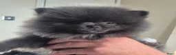 Pomeranian dogs for sale: Mini pomeranian puppies Russian bloodlines - Advert 3