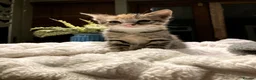 Mixed Breed cats for sale: New batch of Cuties in Basingstoke - Advert 30