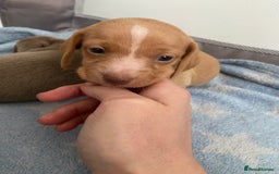 Miniature Dachshund dogs for sale: Dolly mixture dapple/piebald  - Image 22