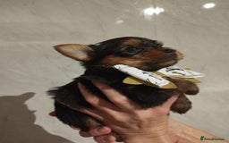 Yorkshire Terrier dogs for sale: 💝💝Beautiful miniature babies 💝💝 - Image 11