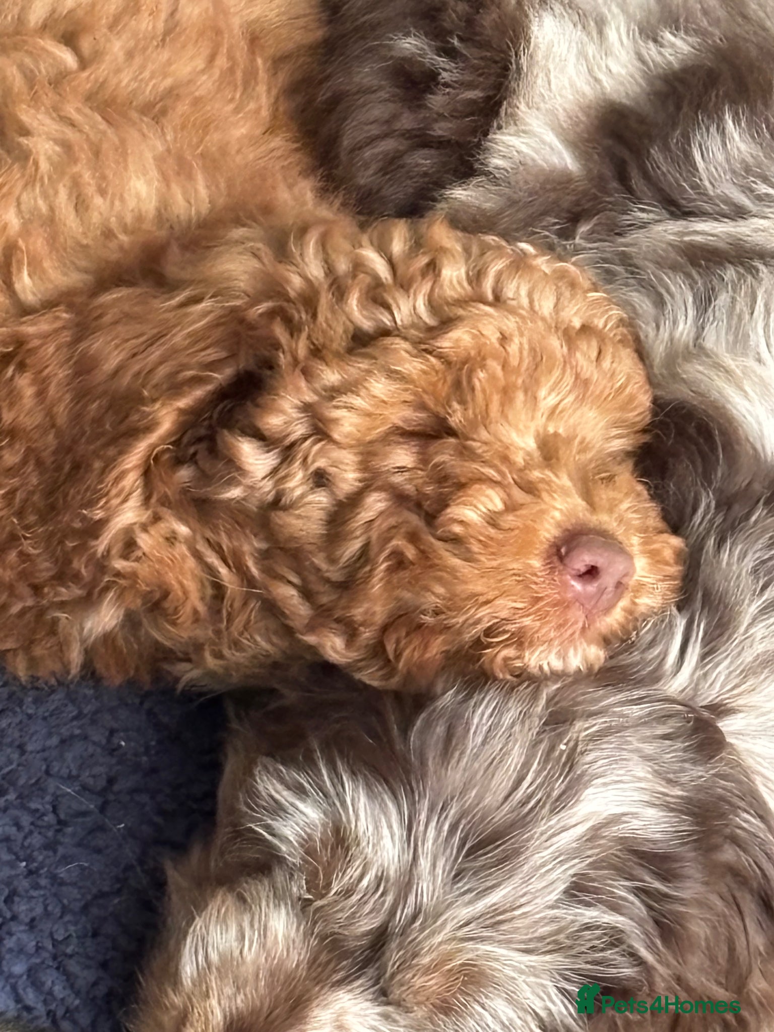 Cockapoo dogs F1B Pups One girl and boy left 🩷💙ready now. - Advert 8