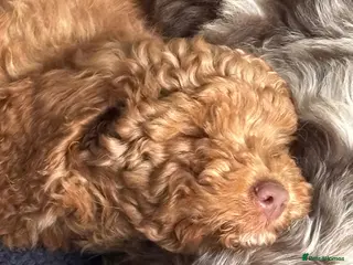 Cockapoo dogs F1B Pups One girl and boy left 🩷💙ready now. - Advert 8