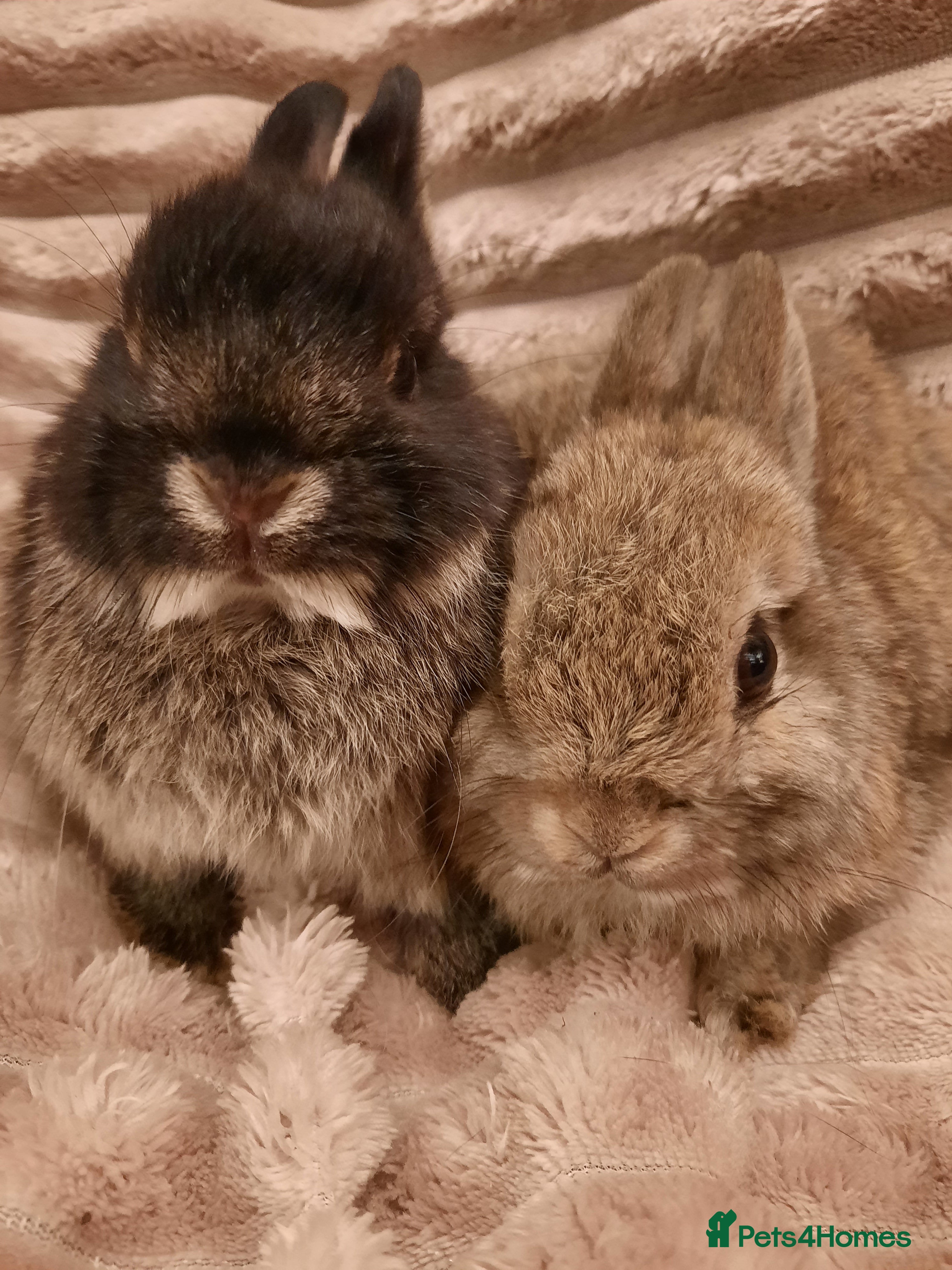 Netherland Dwarf rabbits Six Litters Of Netherland Dwarf Babies - Advert 17