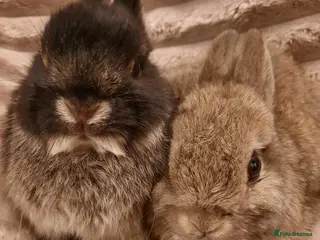 Netherland Dwarf rabbits Six Litters Of Netherland Dwarf Babies - Advert 17