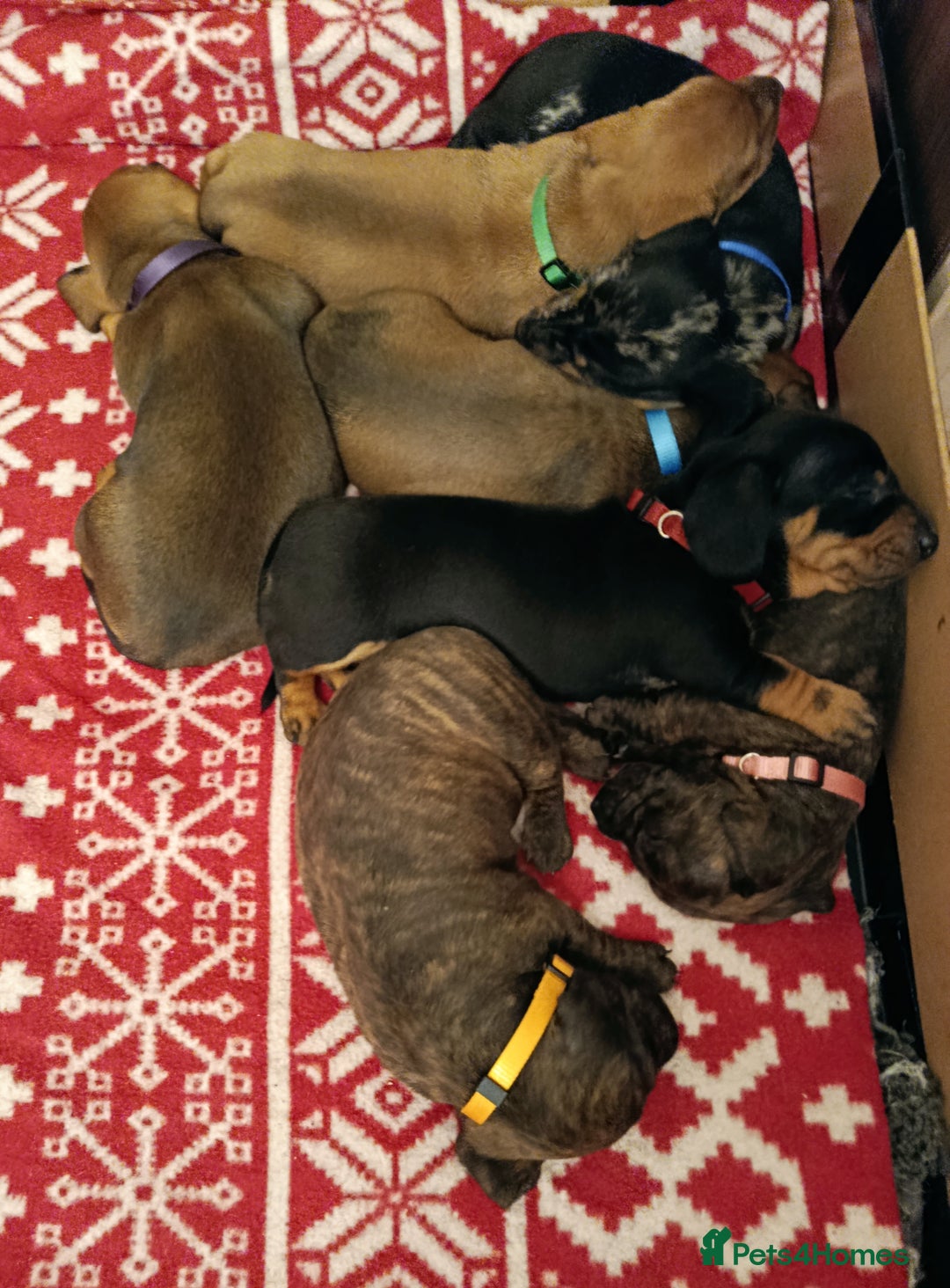 Dachshund dogs for sale: Champions Line/Show Quality Standard Dachshund - Advert 28