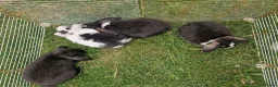 Mini Lop rabbits for sale: Mini Lops Ready Now - Advert 6