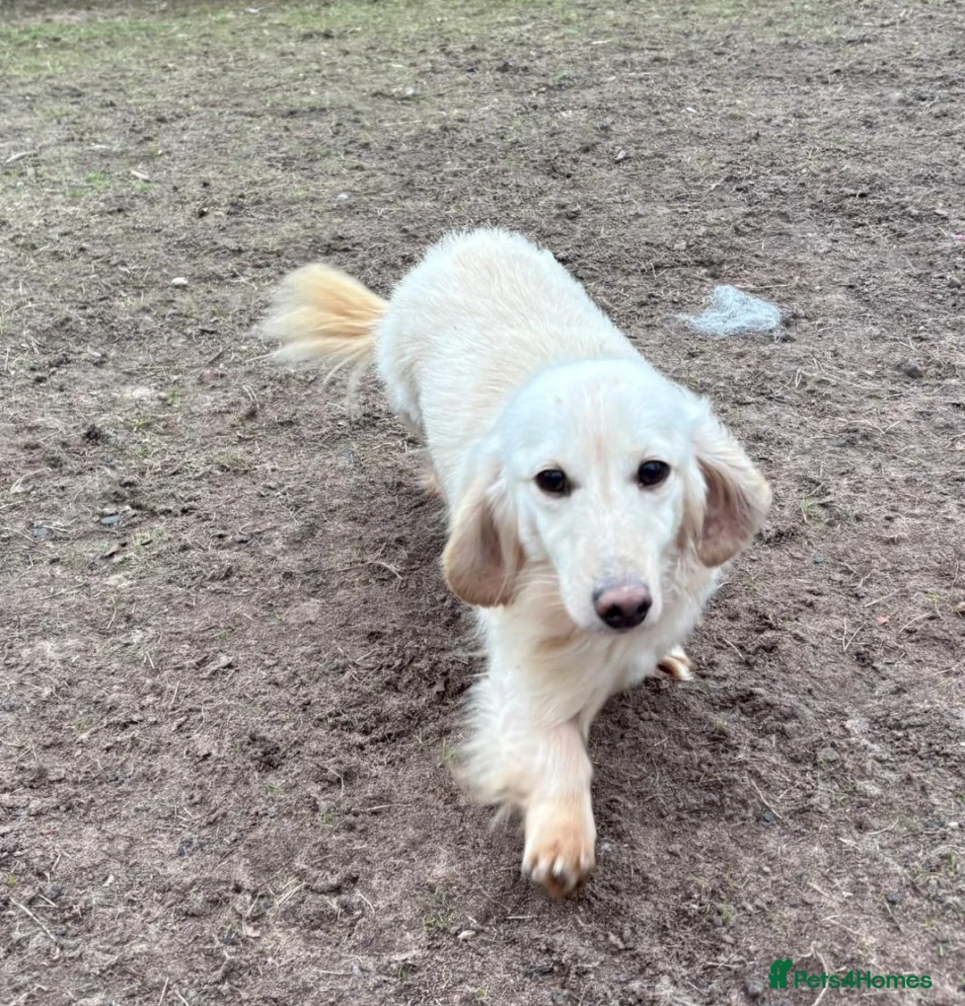 Dachshund dogs for adoption: ARNIE, a Lovely 🌭 Boy - for a Loving Home - Advert 6