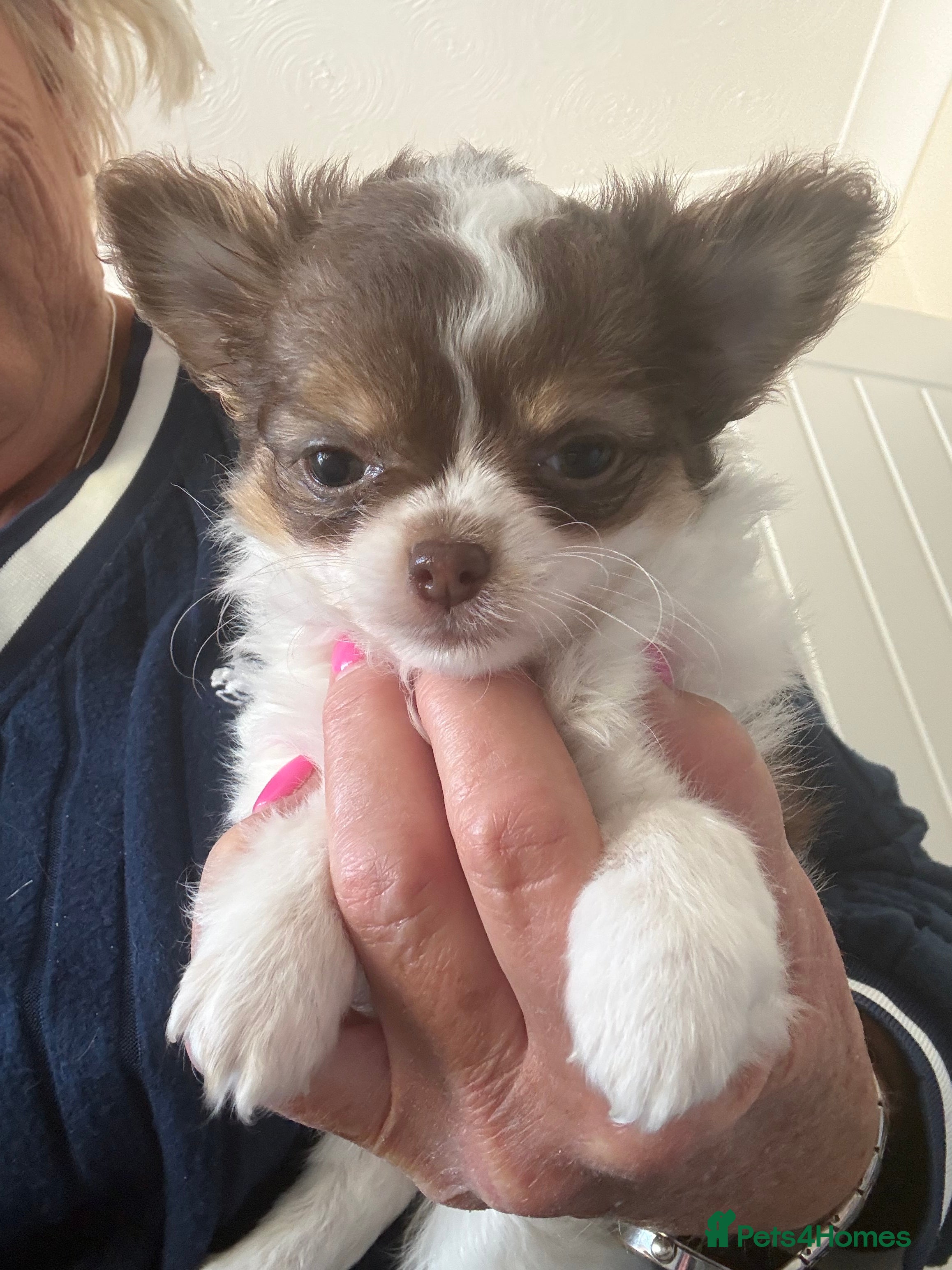 Chihuahua dogs Litter of tiny long haired chihuahuas - Advert 2