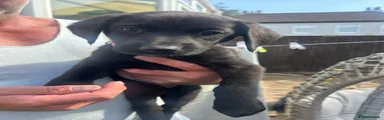 Rosie