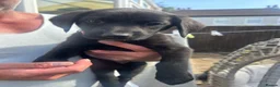 Borador dogs for sale: 6 Labrador /Borador Puppies for Sale Boys & Girls - Advert 8