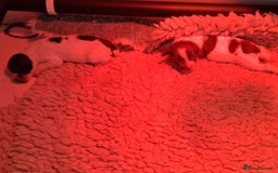 English Springer Spaniel dogs for sale: KC reg, Working Springer spaniel puppies - Image 3