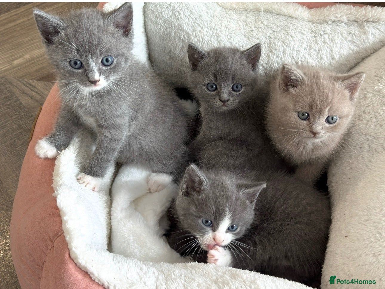 British Shorthair cats Adorable British Shorthair Kittens–2 Boys &2 Girls - Advert 2