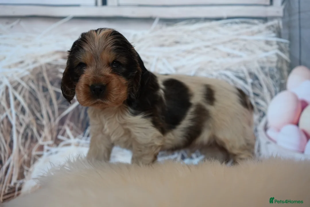 Cocker Spaniel dogs for sale: Health tested pure show cocker spaniels  - Advert 9