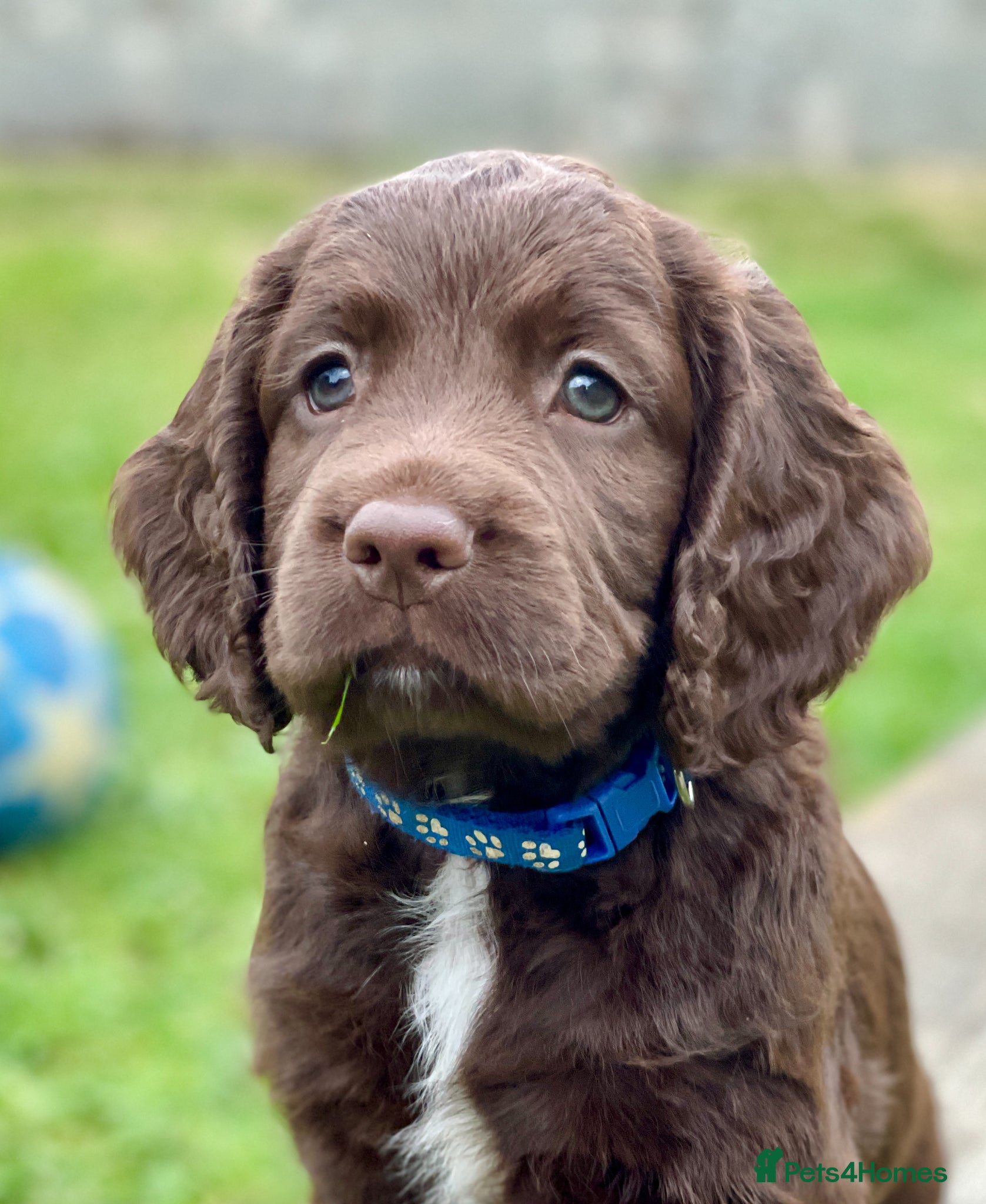 Sprocker dogs sprocker pups for sale - Advert 1