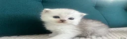 Persian cats for sale: Beautiful Purebred Persian Kittens for Sale - Advert 16