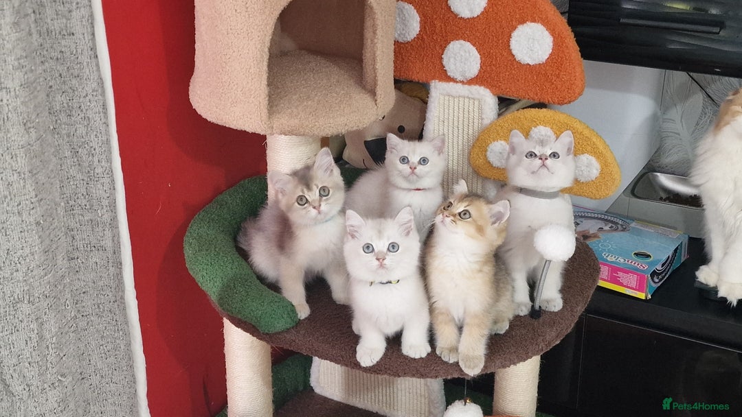 British Shorthair cats for sale: British shorthair kittens  - Image 20
