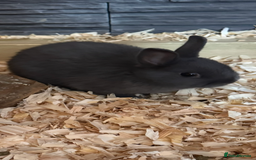 Netherland Dwarf rabbits for sale: Pure Bred Netherlands Dwarf Bunnies  - Image 3