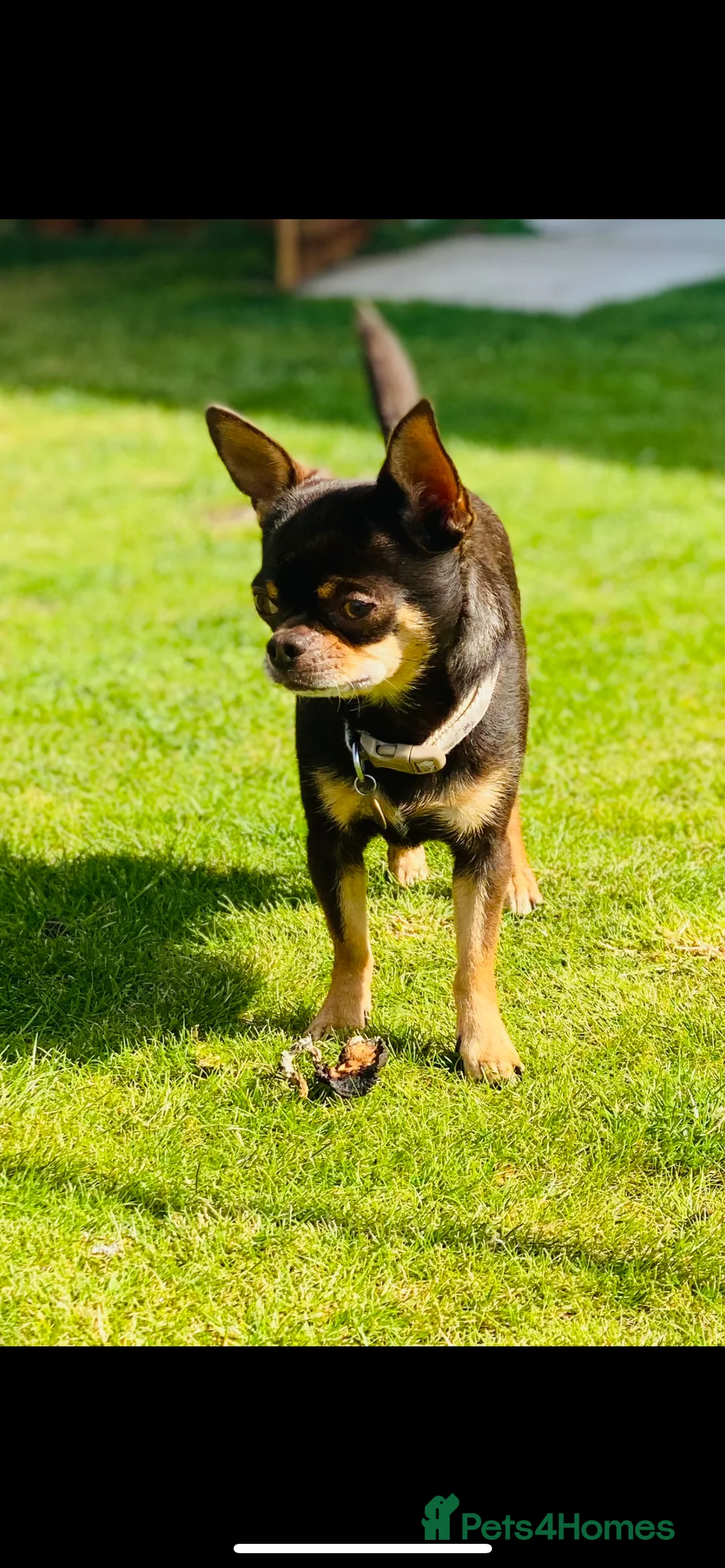 Chihuahua dogs for stud: small chihuahua stud only not for sale! chihuahua in Bury Saint Edmunds - Advert 11
