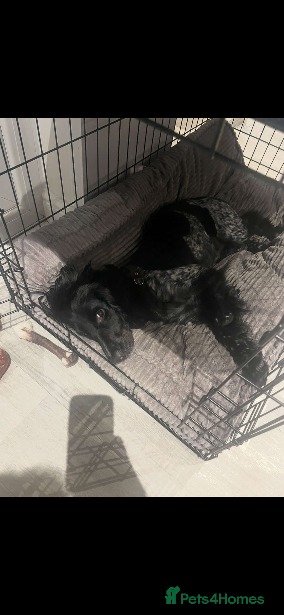 Cockapoo dogs for sale: Female Cockapoo Looking for Forever Home - Image 4