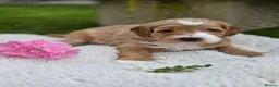 Australian Labradoodle dogs for sale: Australian Labradoodle Puppies - Advert 13