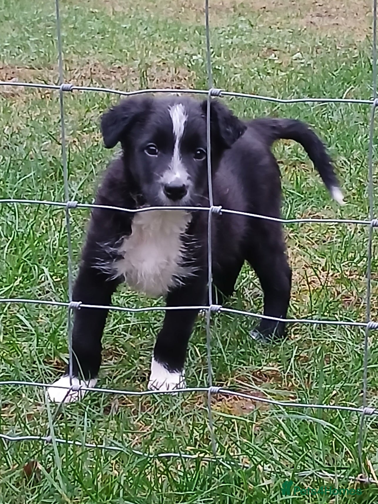 Border Collie dogs Adorable sherp dog pups for sale - Advert 3