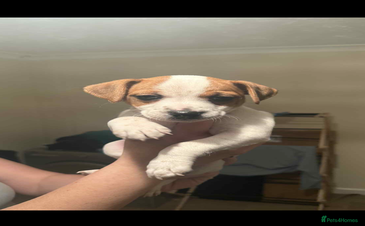 Jack Russell dogs - Advert 9