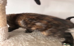 Mixed Breed cats for sale: Purr- fectly Adorable Kittens for loving homes - Advert 15