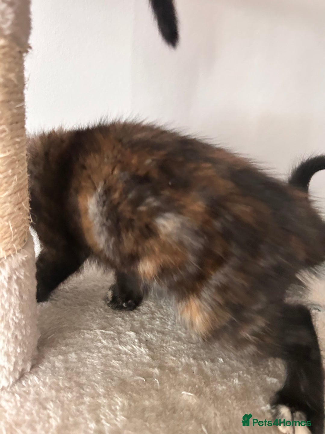 Mixed Breed cats for sale: Purr- fectly Adorable Kittens for loving homes - Advert 15