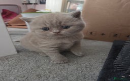 British Shorthair cats for sale: Registered British shorthair kittens  - Image 7