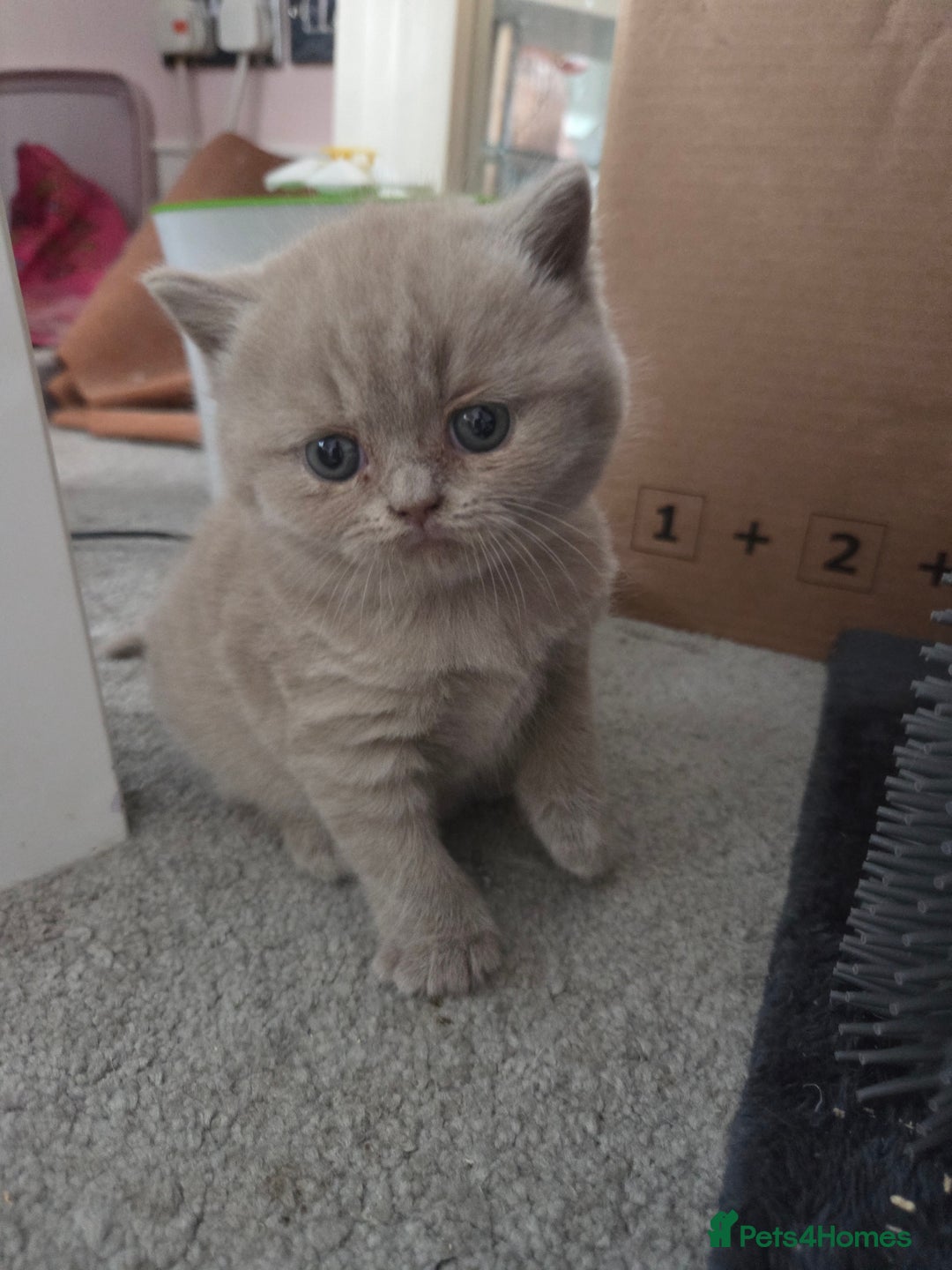 British Shorthair cats for sale: Registered British shorthair kittens  - Image 7