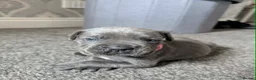 Cane Corso dogs for sale: 1 left 🐾🐶Cane Corso Mastiff Puppies for Sale  - Advert 25