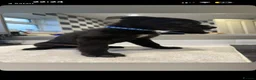 American Bull Staffy dogs for sale: Mixed breed pups  - Advert 9