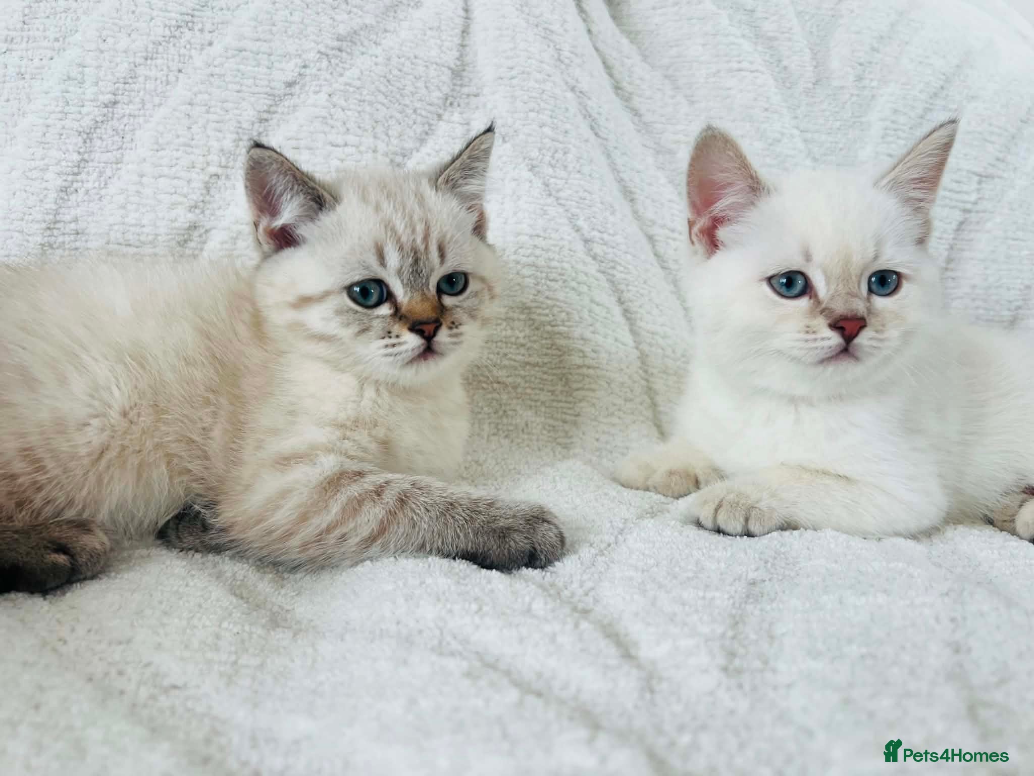 Scottish Fold cats Scottish fold and straight blue eyed kittens - Advert 5