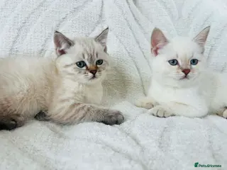 Scottish Fold cats Scottish fold and straight blue eyed kittens - Advert 5