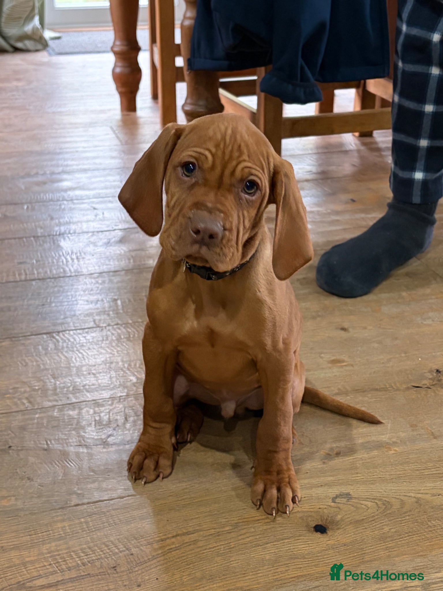 Hungarian Vizsla dogs 🌟Beaut snooth hair Vizsla Pups🐶🐶🐶 👀 for 🏠🌟 - Advert 3