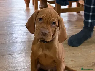 Hungarian Vizsla dogs 🌟Beaut snooth hair Vizsla Pups🐶🐶🐶 👀 for 🏠🌟 - Advert 3