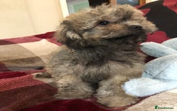Shihpoo dogs for sale: shihpoo puppies for sale  - Image 15