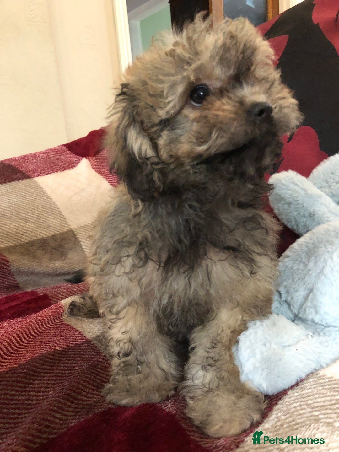 Shihpoo dogs for sale: shihpoo puppies for sale  - Image 15