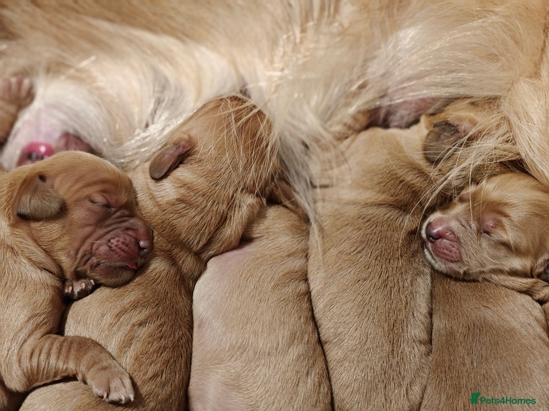 Mini Goldendoodle dogs for sale: Stunning home-bred F1 Goldendoodles,KC REG parents - Advert 16