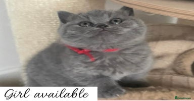 British Shorthair cats - Advert 3