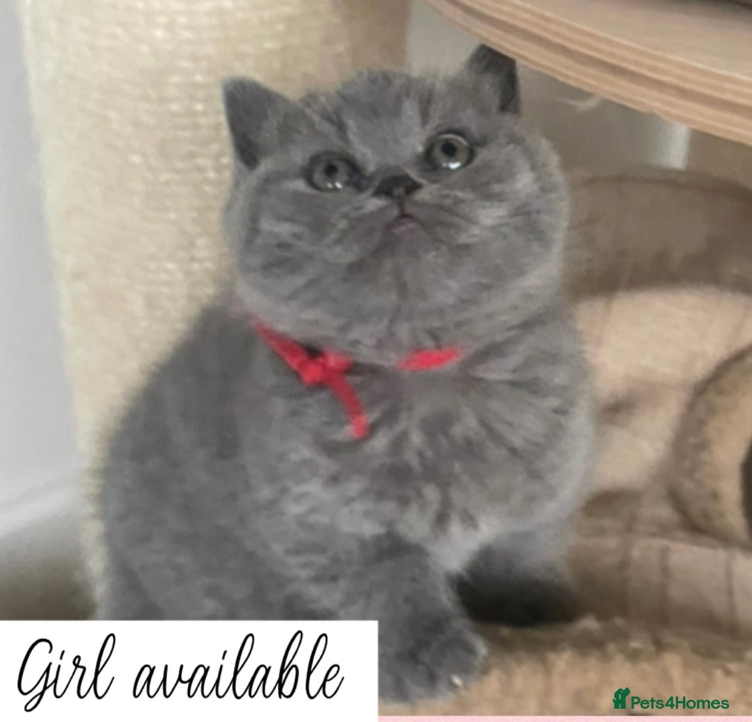 British Shorthair cats for sale: Beautiful GCCF British Shorthair’s  - Image 2