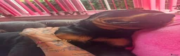 Rottweiler dogs for sale: 2 year old Rottweiler male for sale in Nottingham - Advert 8