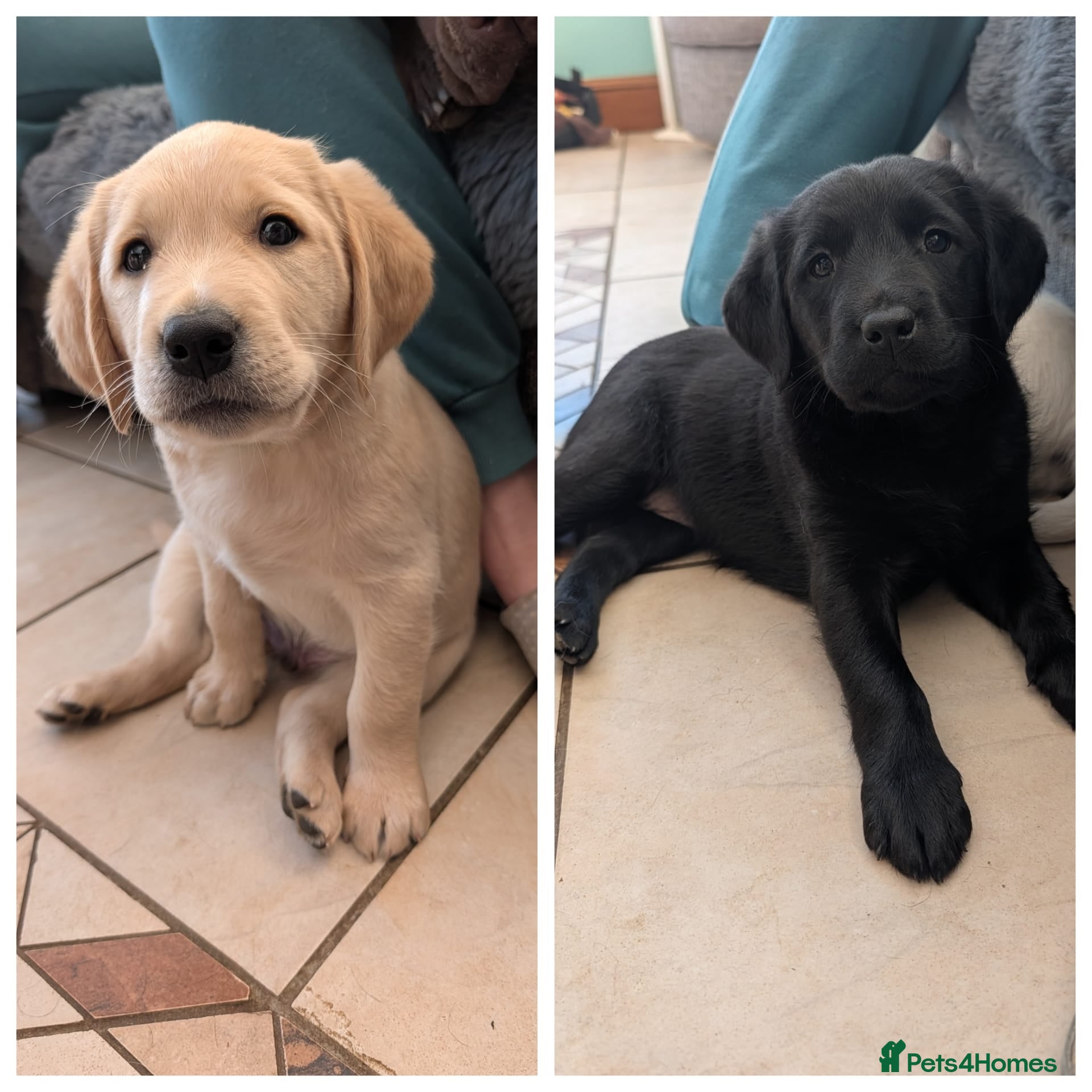 Labrador Retriever dogs 3 boys and 1 girl  - Advert 2
