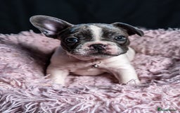 French Bulldog dogs for sale: Chunky French bulldog pups 4 girls  - Image 32