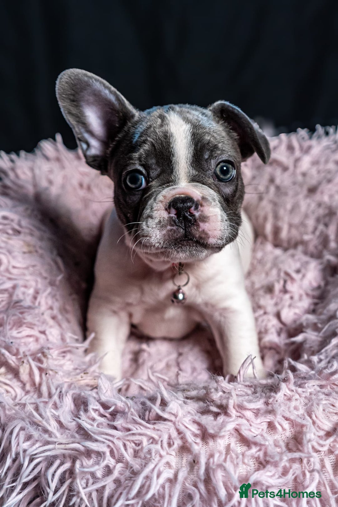 French Bulldog dogs for sale: Chunky French bulldog pups 4 girls  - Image 32