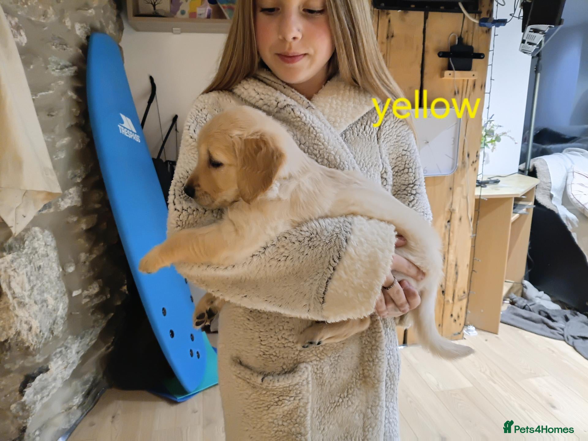 Golden Retriever dogs PEDIGREE GOLDEN RETRIEVERS  - Advert 1
